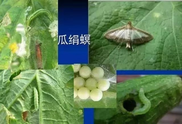 杀菌剂杀虫剂最佳组合,5种农药混配