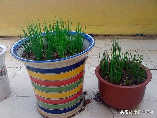 家里种葱的方法视频教程,家里种葱的正确方法