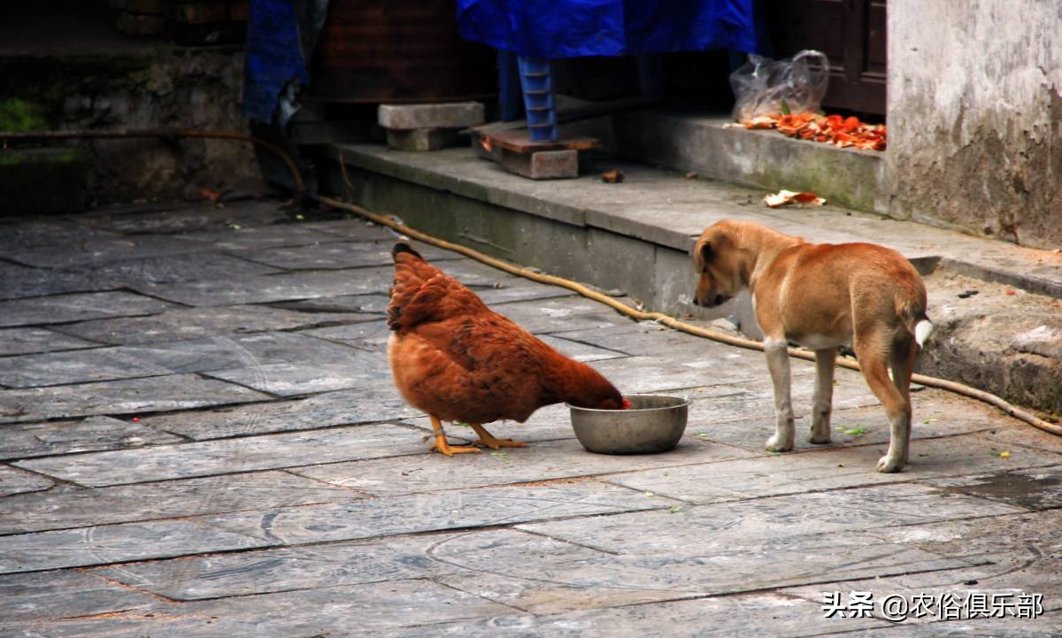 鸡老是被老鹰叼走有什么办法,山里散养鸡怎么预防黄鼠狼和老鹰