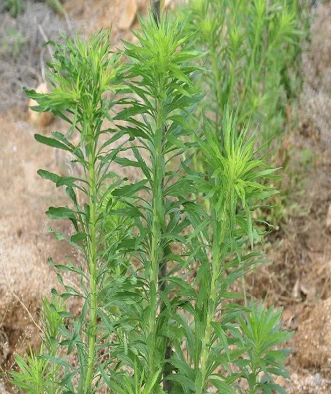 适合山东地区种植的珍稀树种,十种常见观赏草有哪些