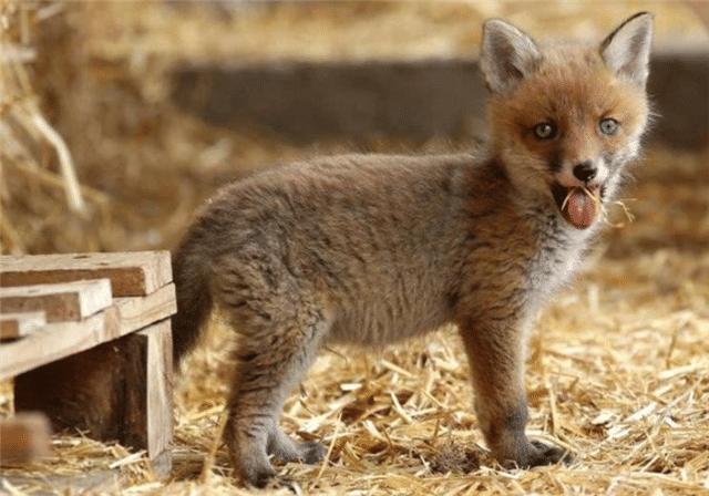 为什么狐狸都在墓里做窝,狐狸为什么常居住在坟墓里