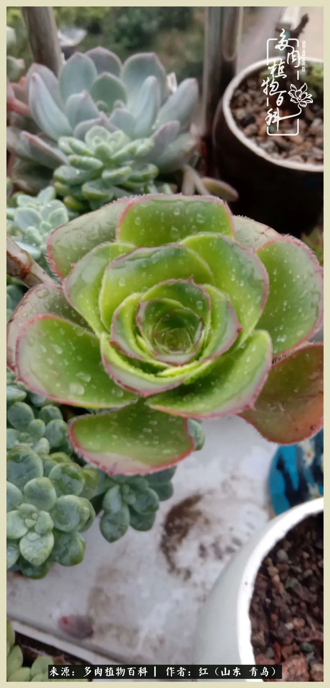 度夏多肉秋天发根,度夏坚强活下来的肉肉们