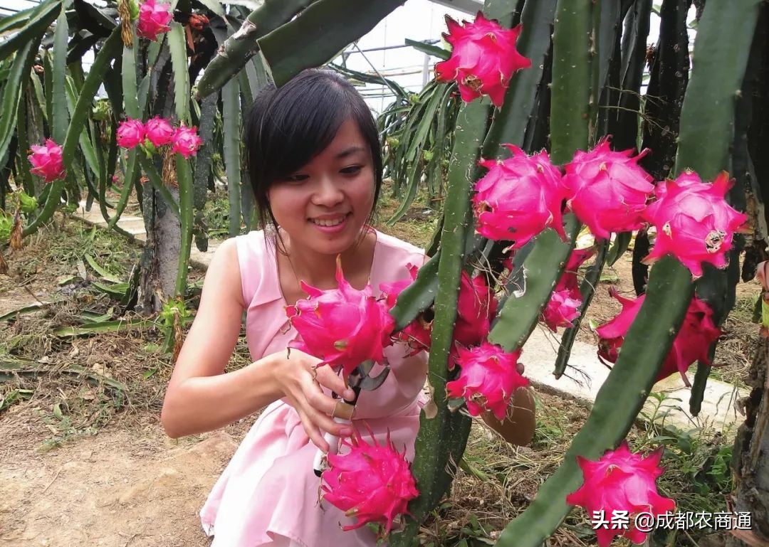 种植火龙果的视频,火龙果的种植技术主蔓何时打顶