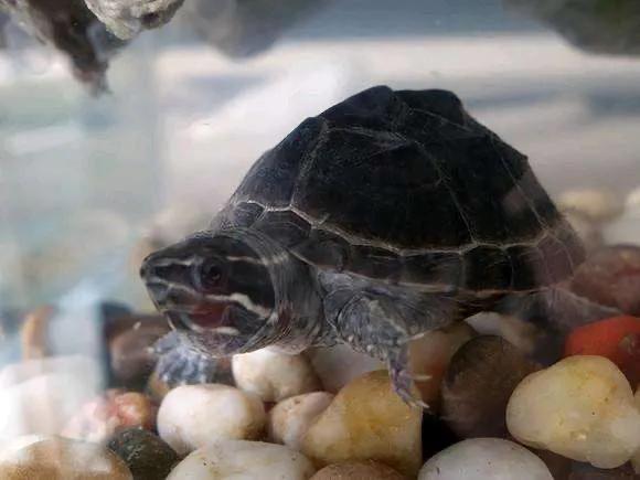 新手最适合养的20以下的龟,最容易养的十大龟怎么养