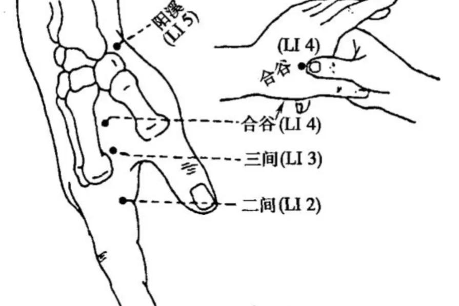手阳明大肠经合谷取穴,合谷是手阳明大肠经的原穴
