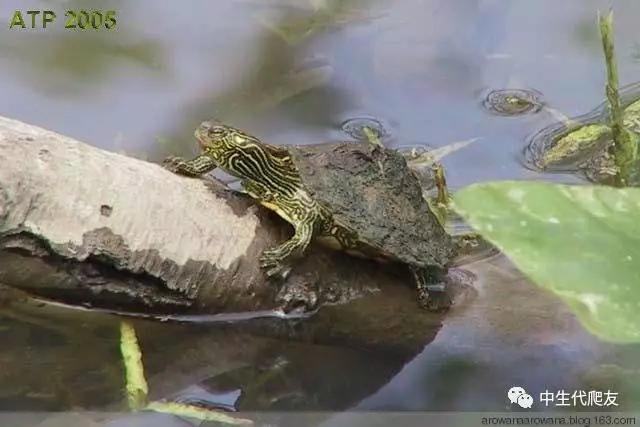 地图龟成体样子,地图龟种类及图解