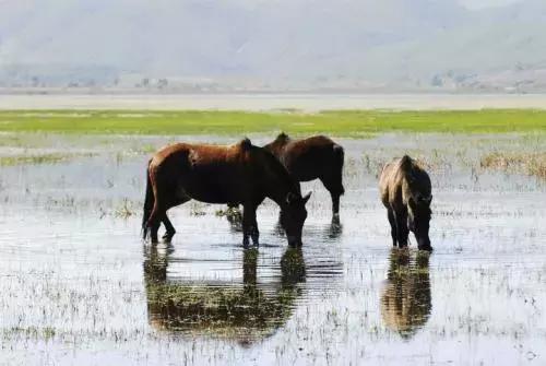 茶马古道不骑马从哪进,茶马古道不骑马