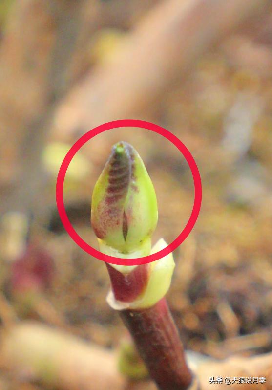 地栽绣球冬剪,两广地区绣球冬剪