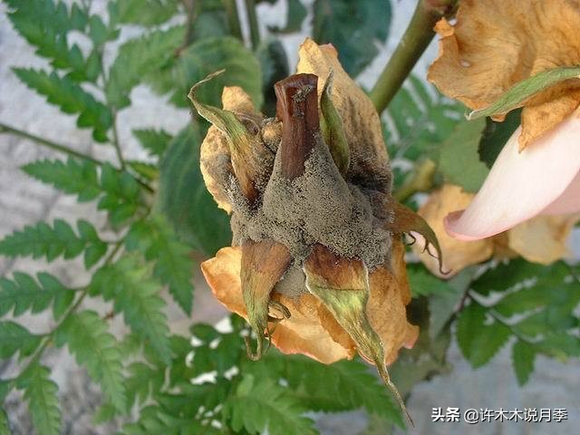 月季病害高清图,12种月季常见病害图解