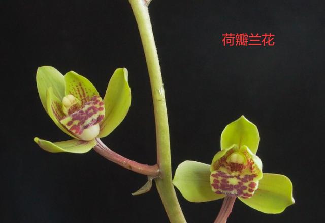 名贵兰花与普通兰花的区别是什么,最名贵的10种兰花图片欣赏及价格