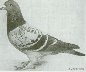 詹森信鸽传奇,詹森最杰出的信鸽