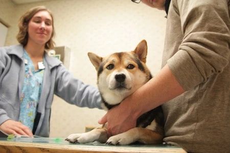 狗狗被蚊子叮咬后什么样子,狗狗被蚊虫叮咬之后怎么处理