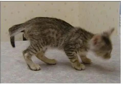 猫宫庄园,庄园猫宫