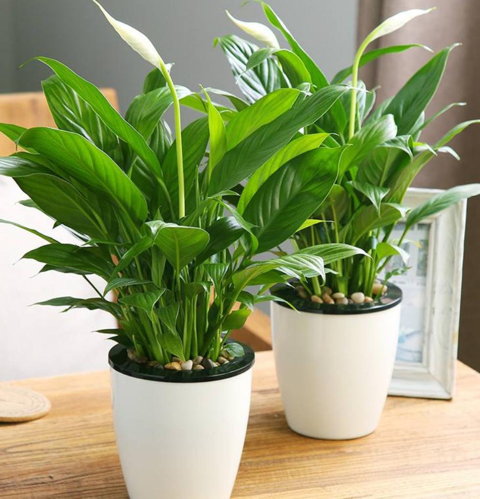 白掌怎么养才开花多,怎么促进白掌分芽