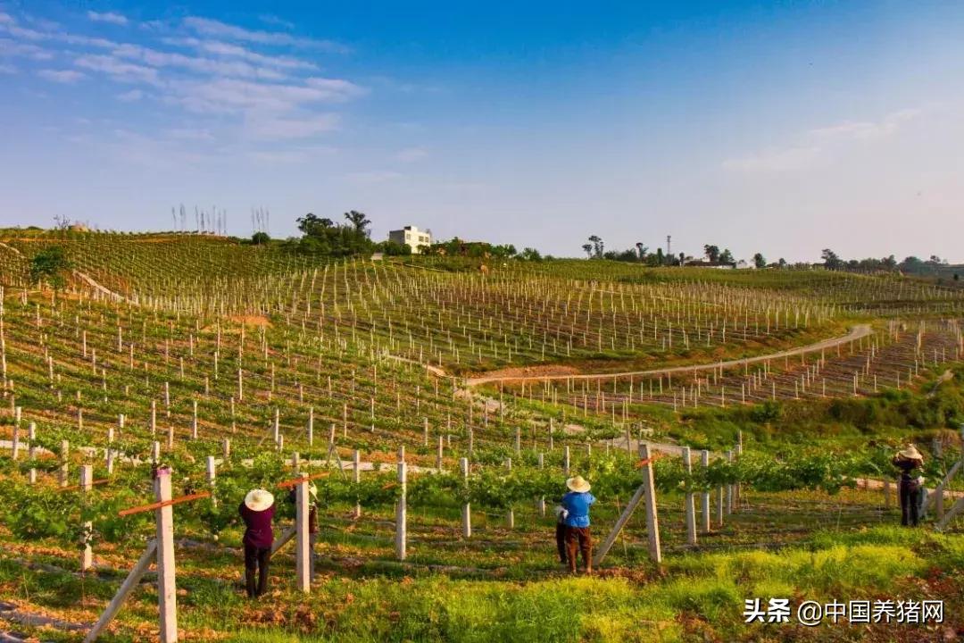 2021四川家庭农场补贴标准一览表,2022年家庭农场都有什么补贴政策