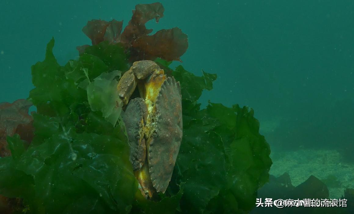 潜行多睿,潜行多睿水下无人机