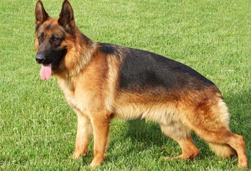 德国牧羊犬可怕吗,德国牧羊犬很危险建议最好不要养