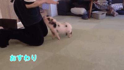 猫咪必去的咖啡馆 (猫咪咖啡厅有什么)