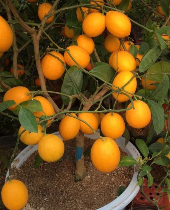 盆栽柠檬树怎么不结果,柠檬树盆栽不结果什么原因