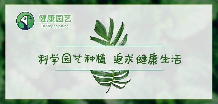 不长叶子的鬼兰价值多少钱,最贵的兰花鬼兰图片