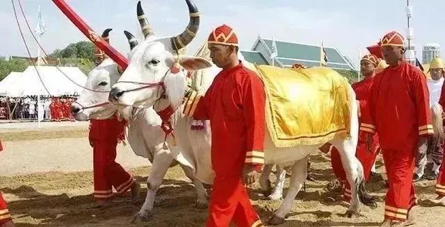 泰国有一个全是鲜花的节日,贝拉bella泰国节日