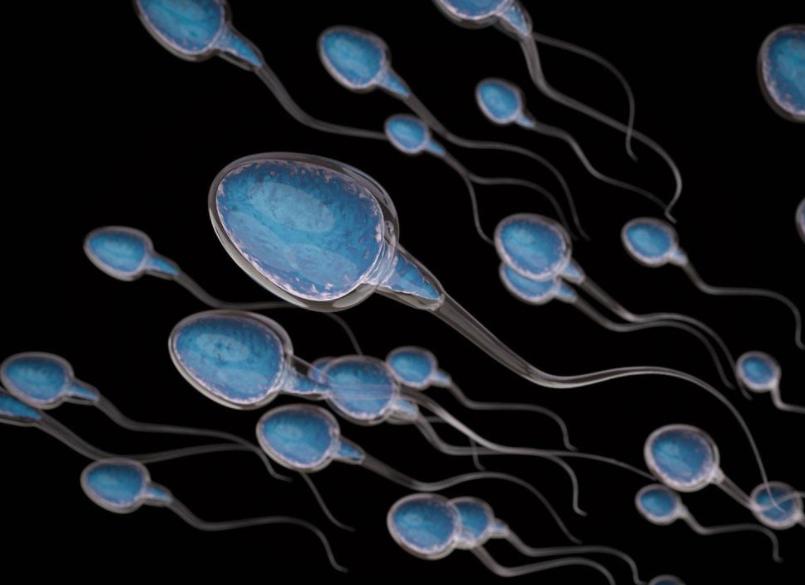 为何现在专业人士主张，狗狗采取人工受精，真相很简单