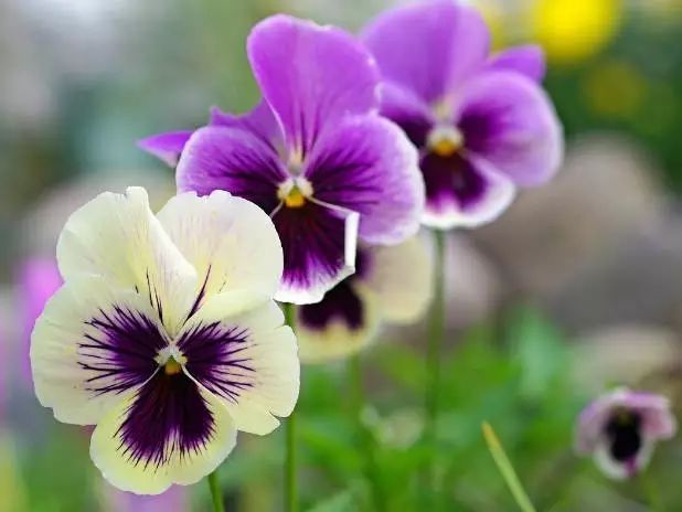 三色堇是一种花吗,鬼脸花三色堇