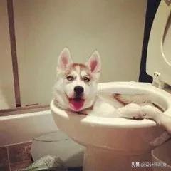 马桶和蹲厕哪个好,蹲厕好还是马桶好