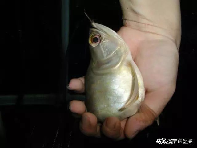 龙鱼细长不宽,龙鱼只长身体不长头