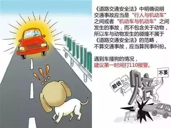 开车撞宠物狗保险赔吗,开车撞到狗没报警保险赔吗
