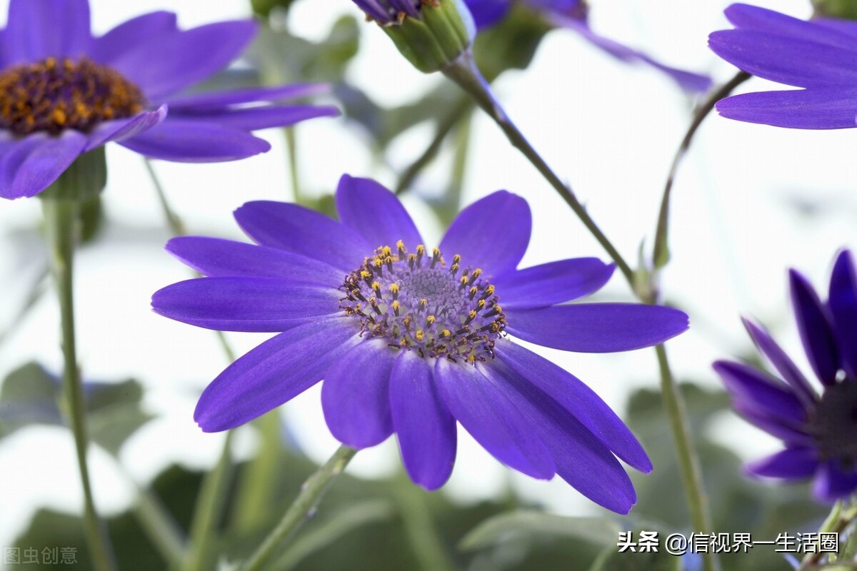 怎样配制花卉育苗用的营养土,果树花卉营养土的配制方法