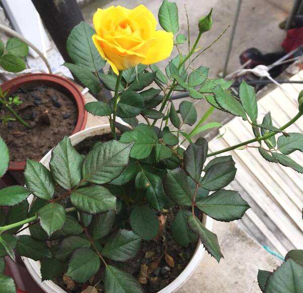 买到激素花苗怎么养,月季花买到激素苗了怎么整