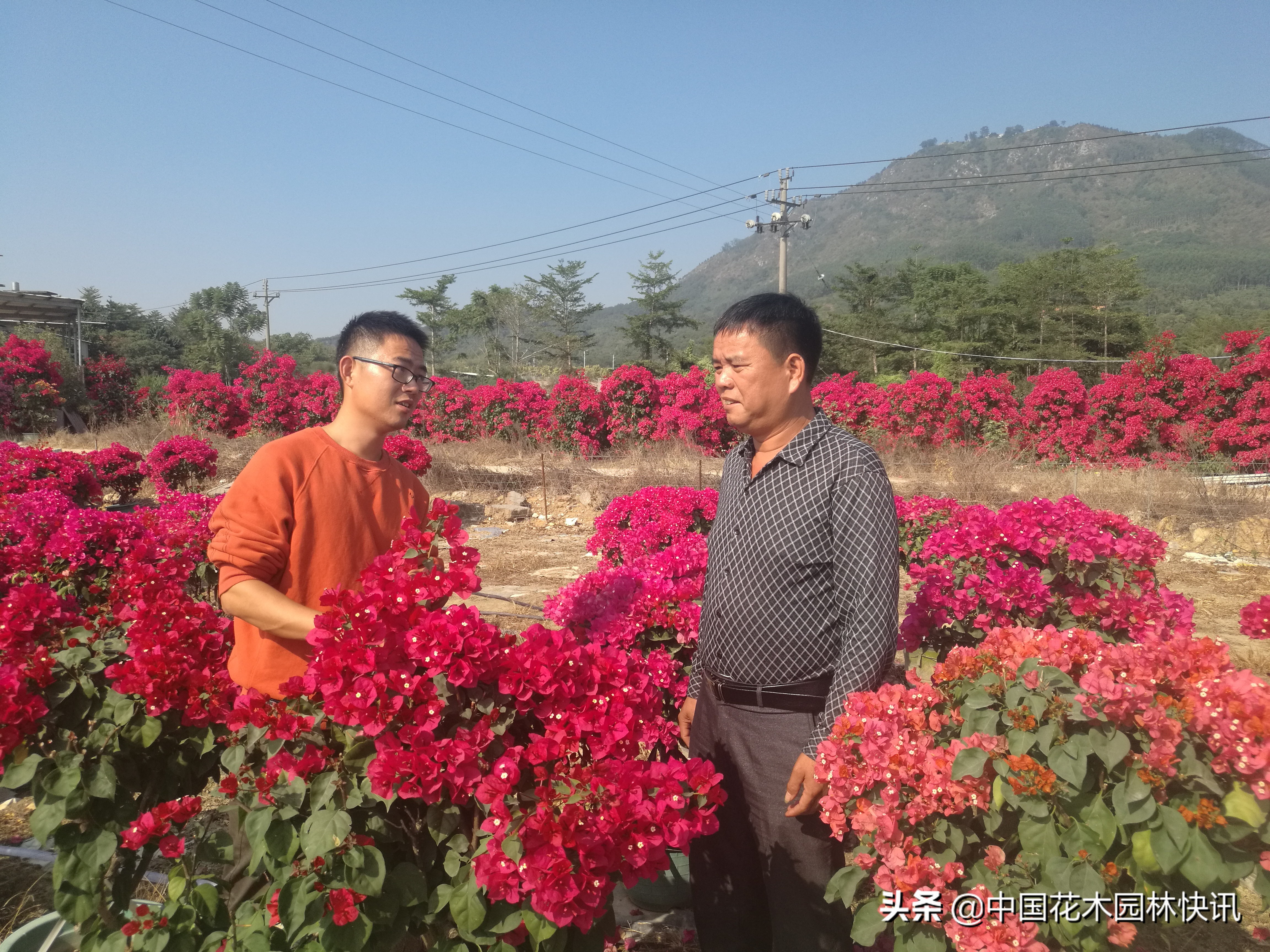 建*党**百年华诞拉动福建三角梅价量齐升