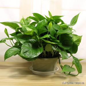 夏季装修如何除甲醛最有效,新房装修除甲醛最有效的植物