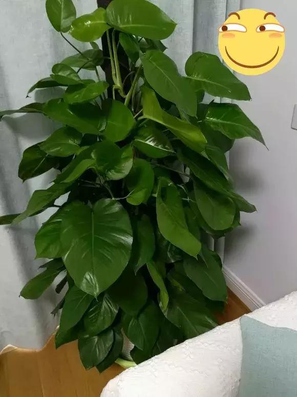 适合家里西阳台养耐阴的花,家里宜养的花草室内耐阴花