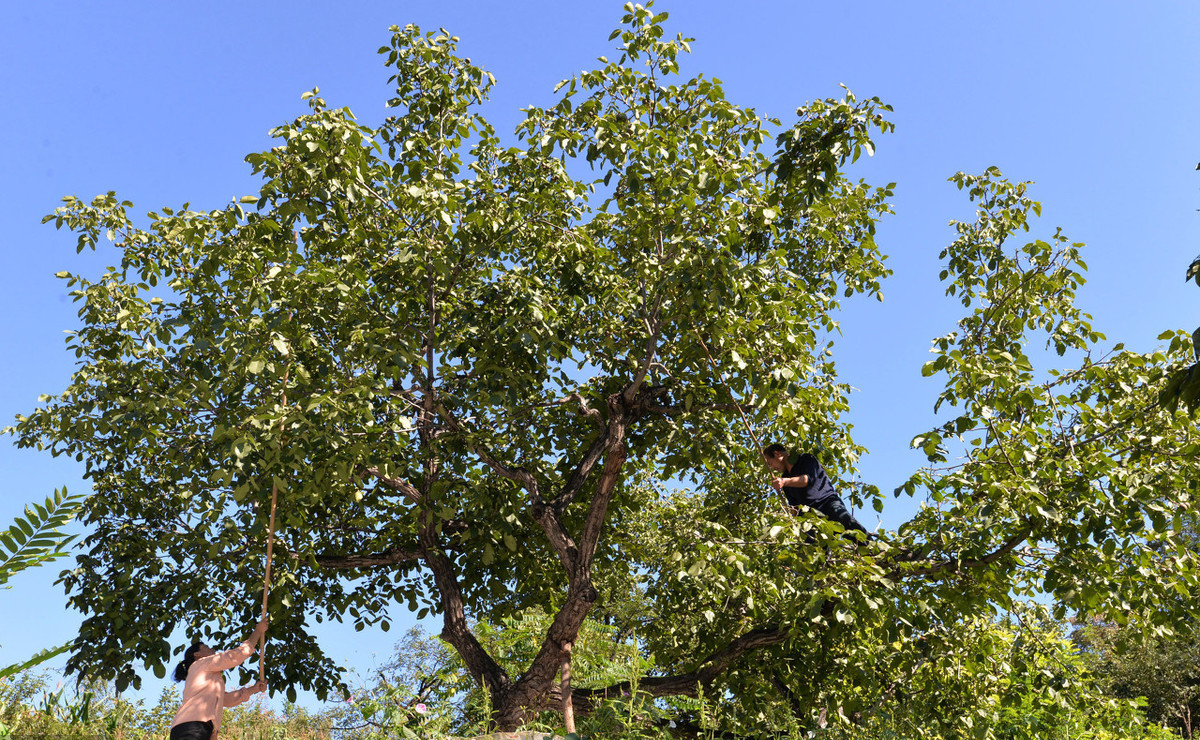 核桃树不结果是什么原因引起的,核桃树不怎么结果怎么办