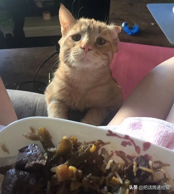 被弃养了一次的猫,从病魔中救回的猫脱离安乐死