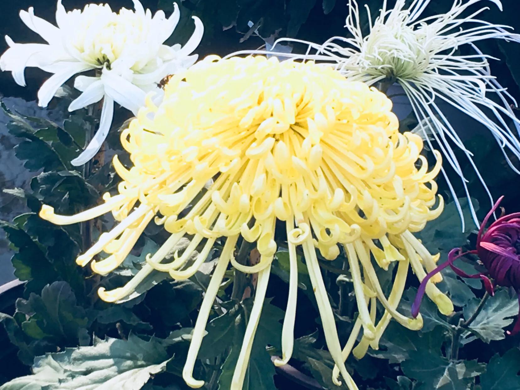 武汉市第40届菊展分展点,武汉市第三十五届金秋菊展