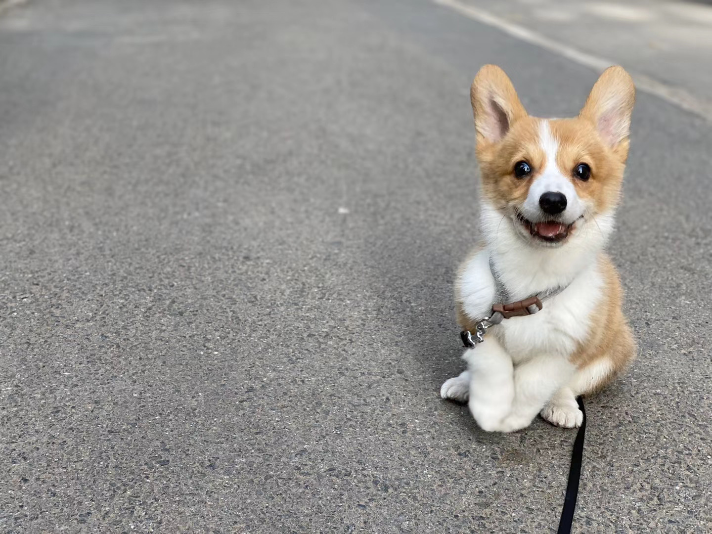养柯基必须知道的5大注意事项,养柯基前需要知道些什么