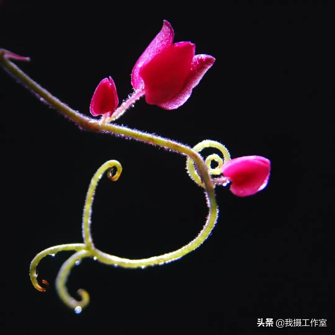 第16届国际摄影艺术展获奖作品,第29届全国摄影艺术展览作品集