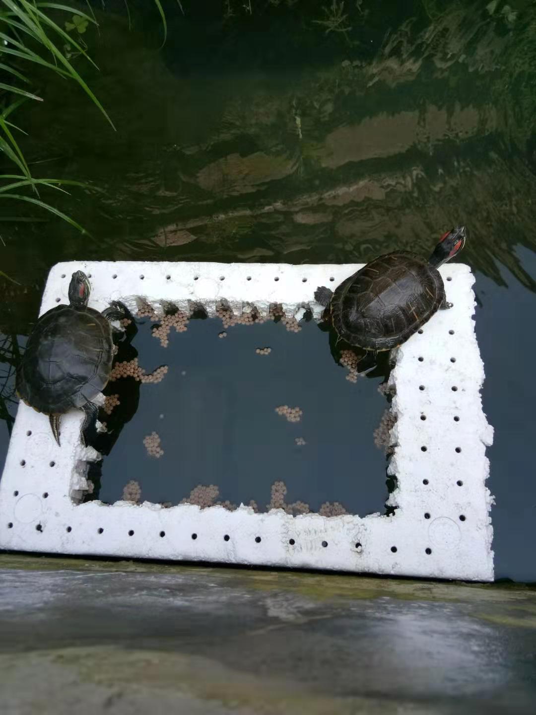 巴西龟价格合理吗,巴西龟为什么价格那么便宜