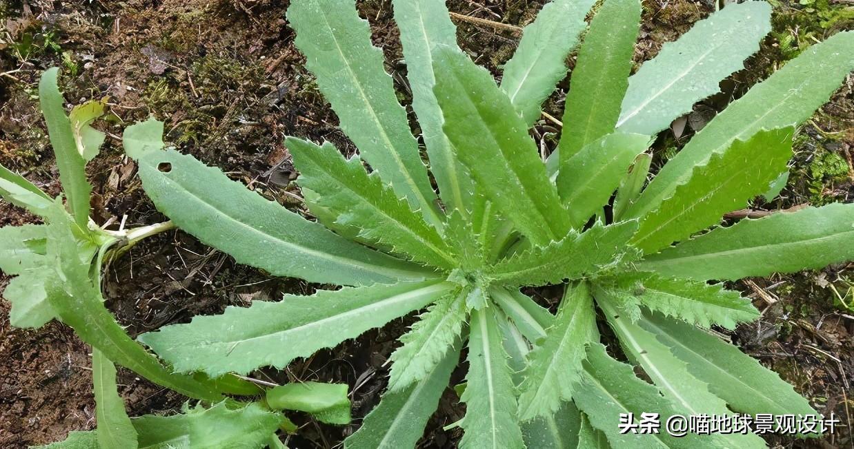 农村常见的野花野草哪些是能吃的,儿时在农村最常见的野花野草