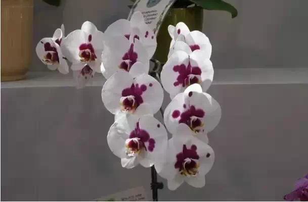 极品中的精品兰花,带你回忆天价兰花蕙兰篇