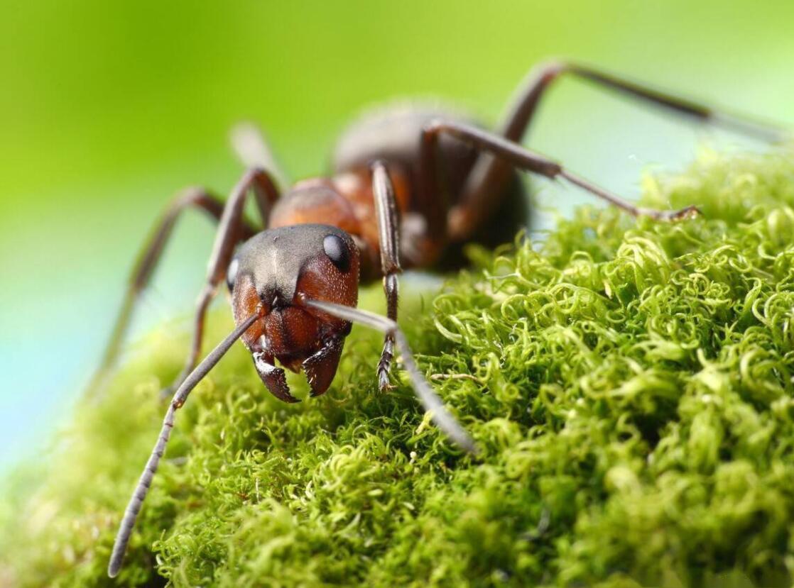 世上最毒的蜘蛛黑寡妇,世界上最毒蜘蛛视频