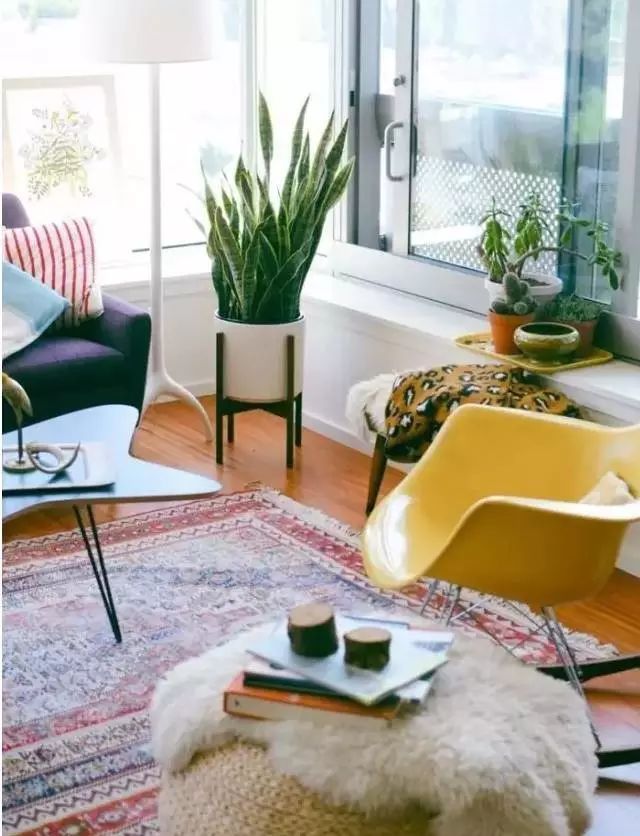 适合放卧室的高大植物,放在卧室的植物养眼