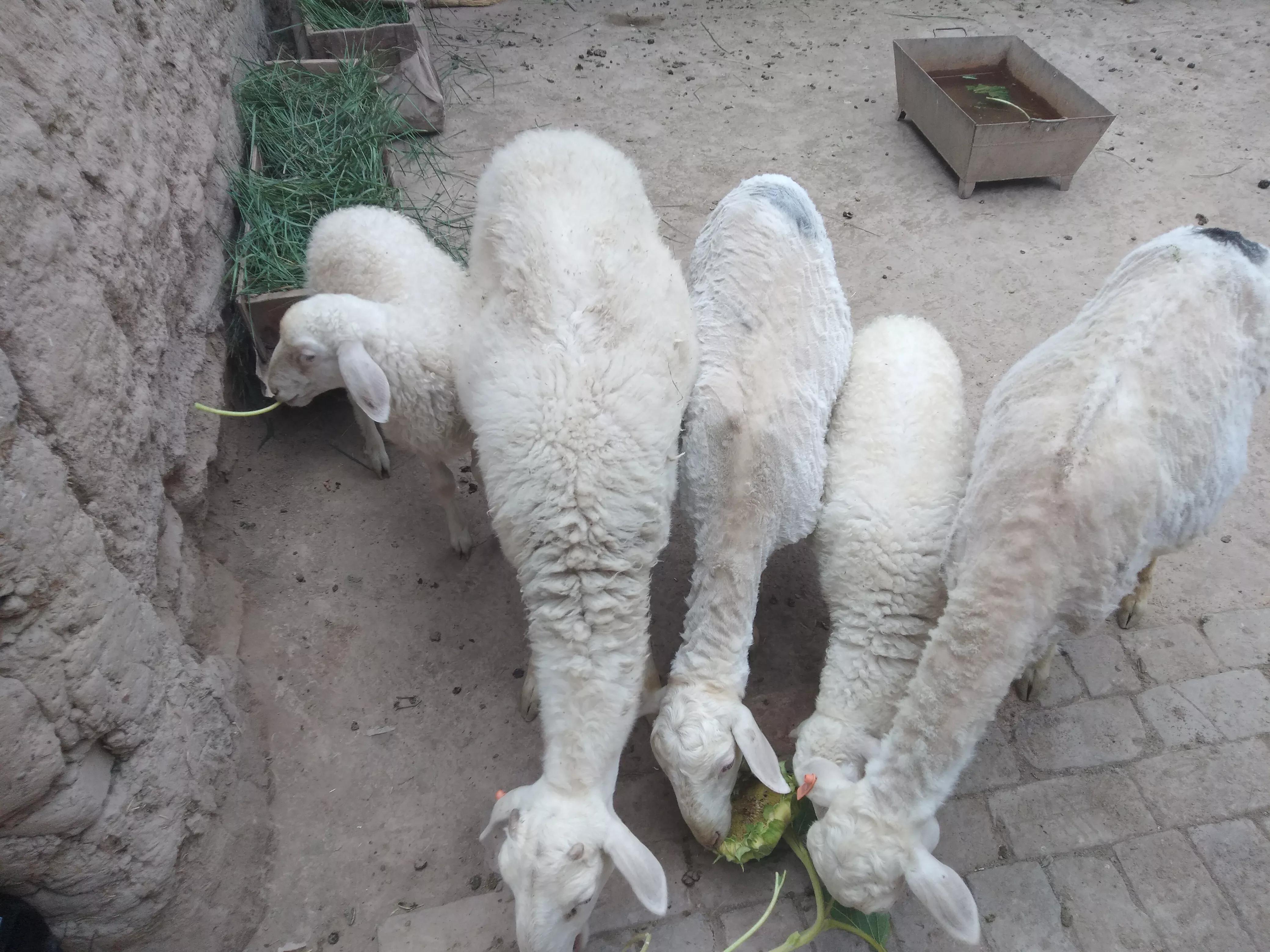 养一只大母羊一年的利润多少,一只母羊一年能赚1000