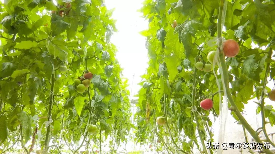 中水上山！东胜这座矿山堪比“花果山”！