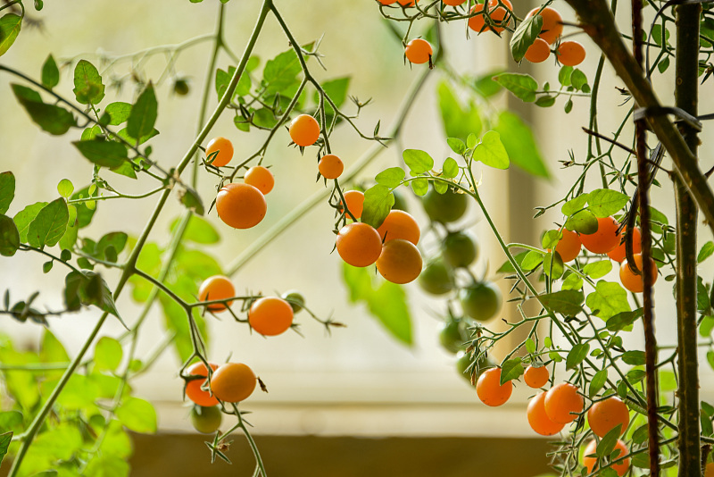 阳台种樱桃小番茄种植方法,阳台种植小番茄开花后如何授粉