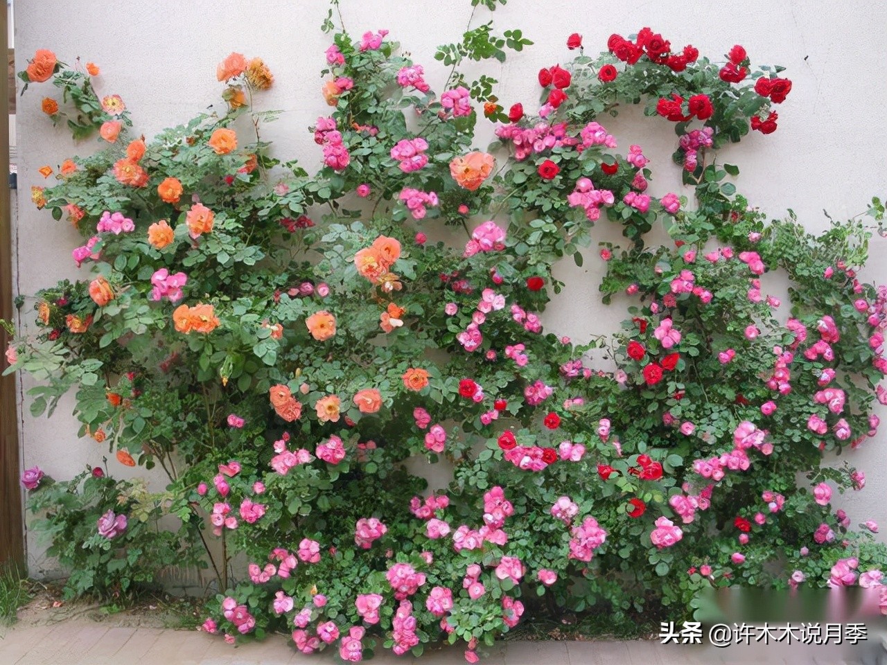 藤本月季蔷薇怎么养殖,藤本月季冬季不掉叶