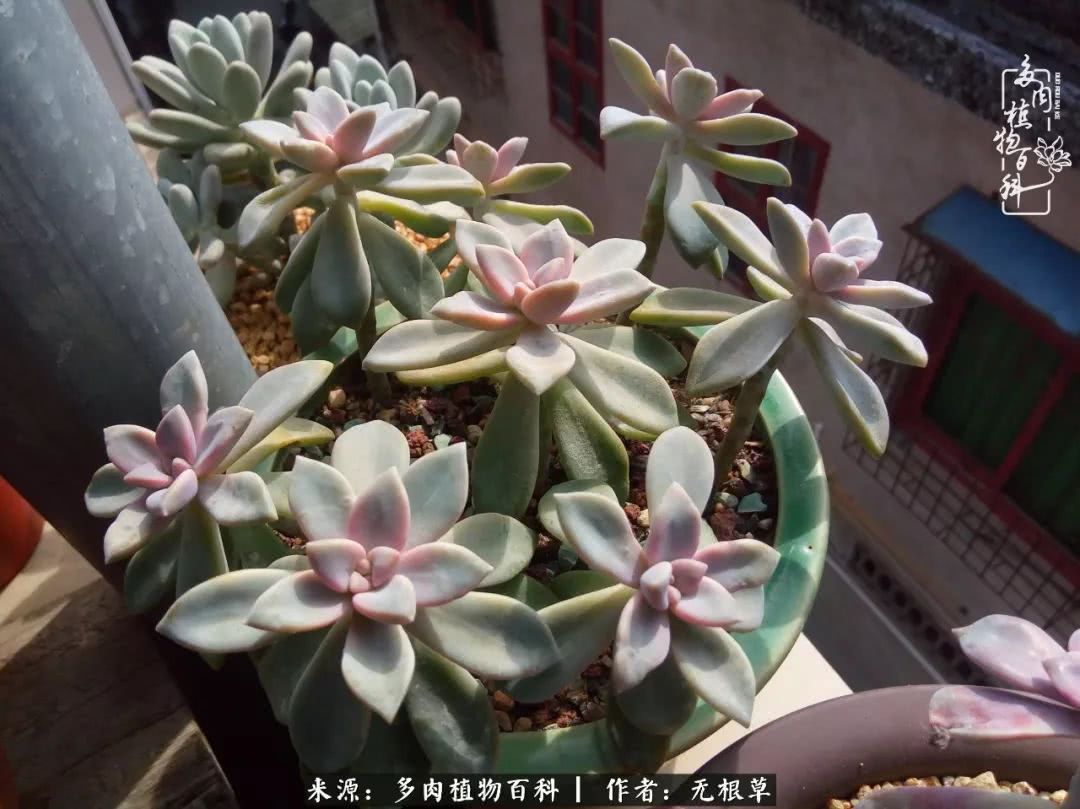 多肉寒冬中茁壮成长,多肉岁月的沉淀
